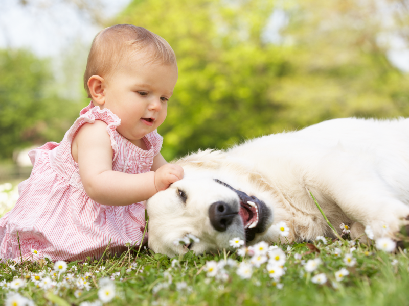 little beautiful girl, play, child, grass, flowers, baby, childhood, happy, dog, mode, joy