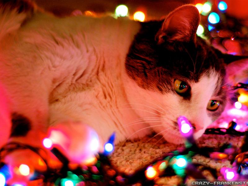 кот, самец, 2014, рождество, дома