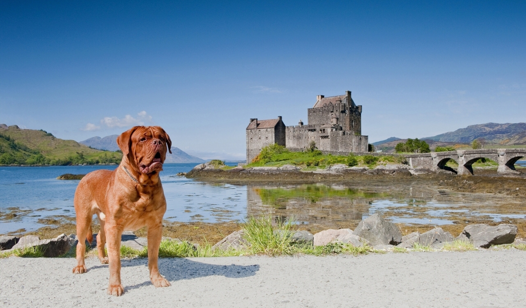 scotland, eilean donan castle, dornie, бордоский дог