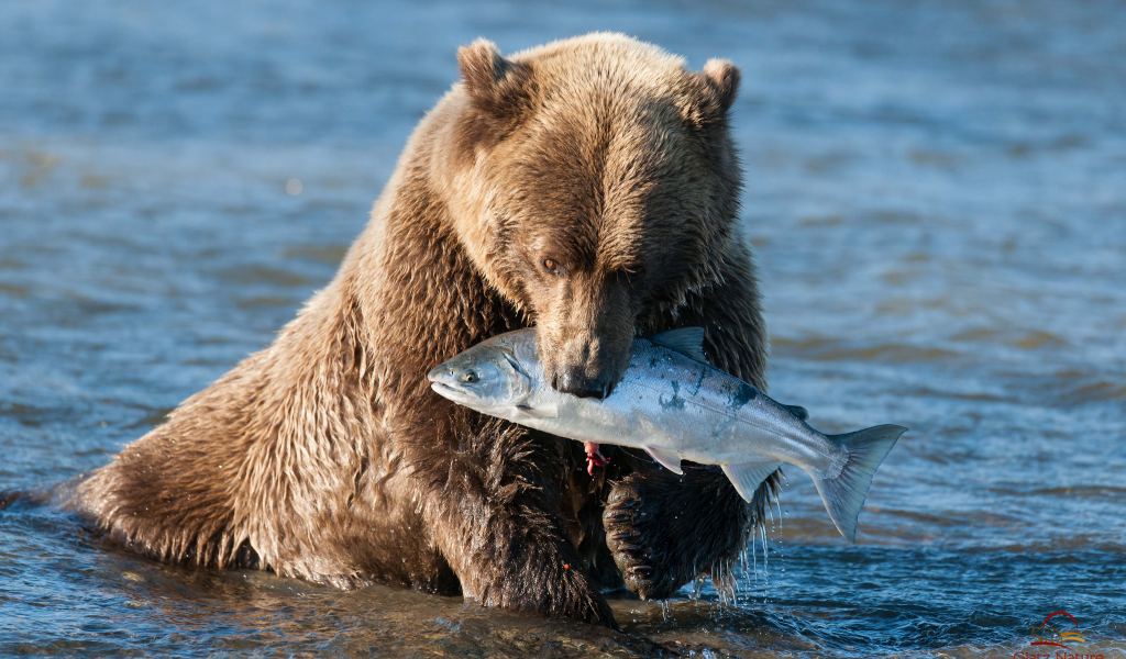 вода, улов, лосось, бурый мишка, медведь, аляска