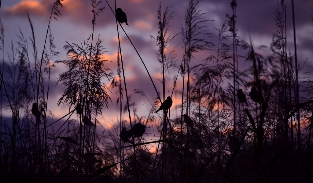 птицы, закат, природа, воробьи, serena pirredda photography