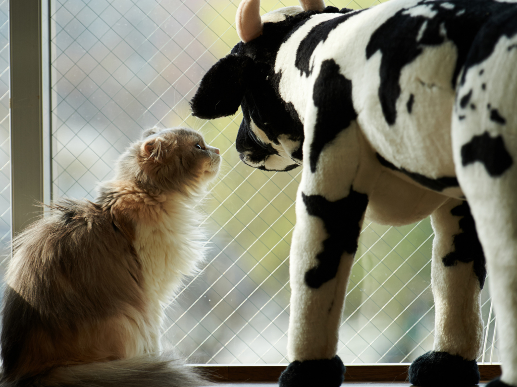 корова, игрушка, кот, окно, кошка