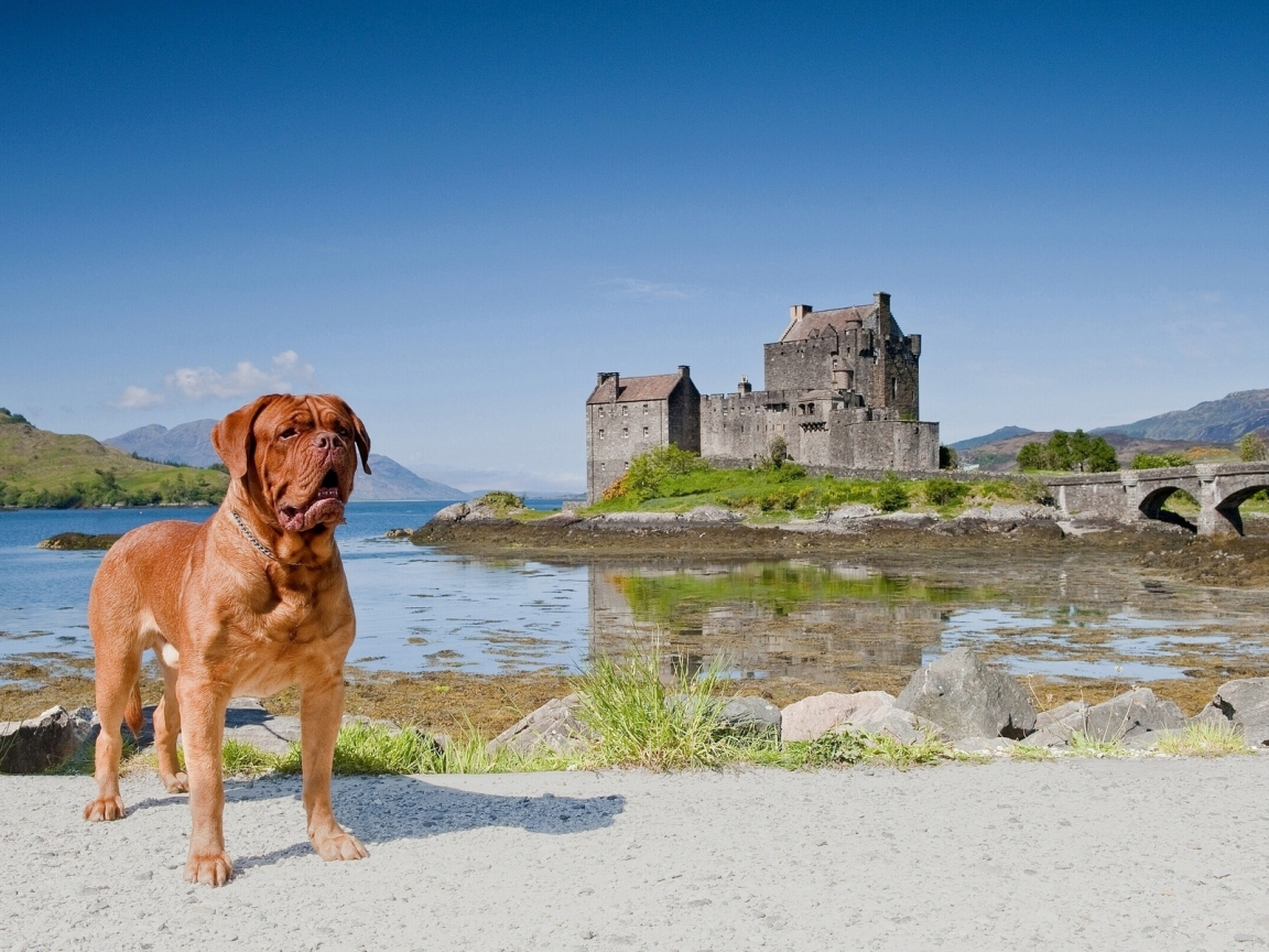 scotland, eilean donan castle, dornie, бордоский дог