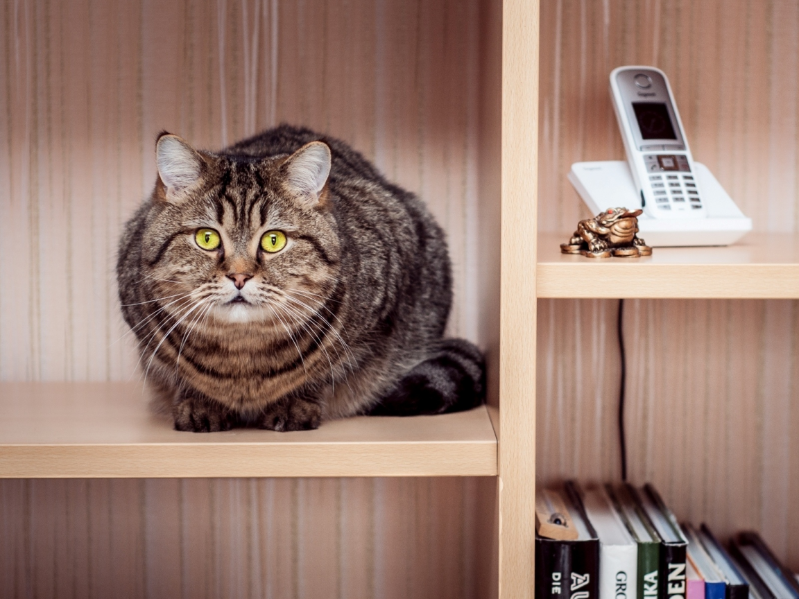 кот, книги, сидит, телефон, полки, кошка, полосатая, шкаф