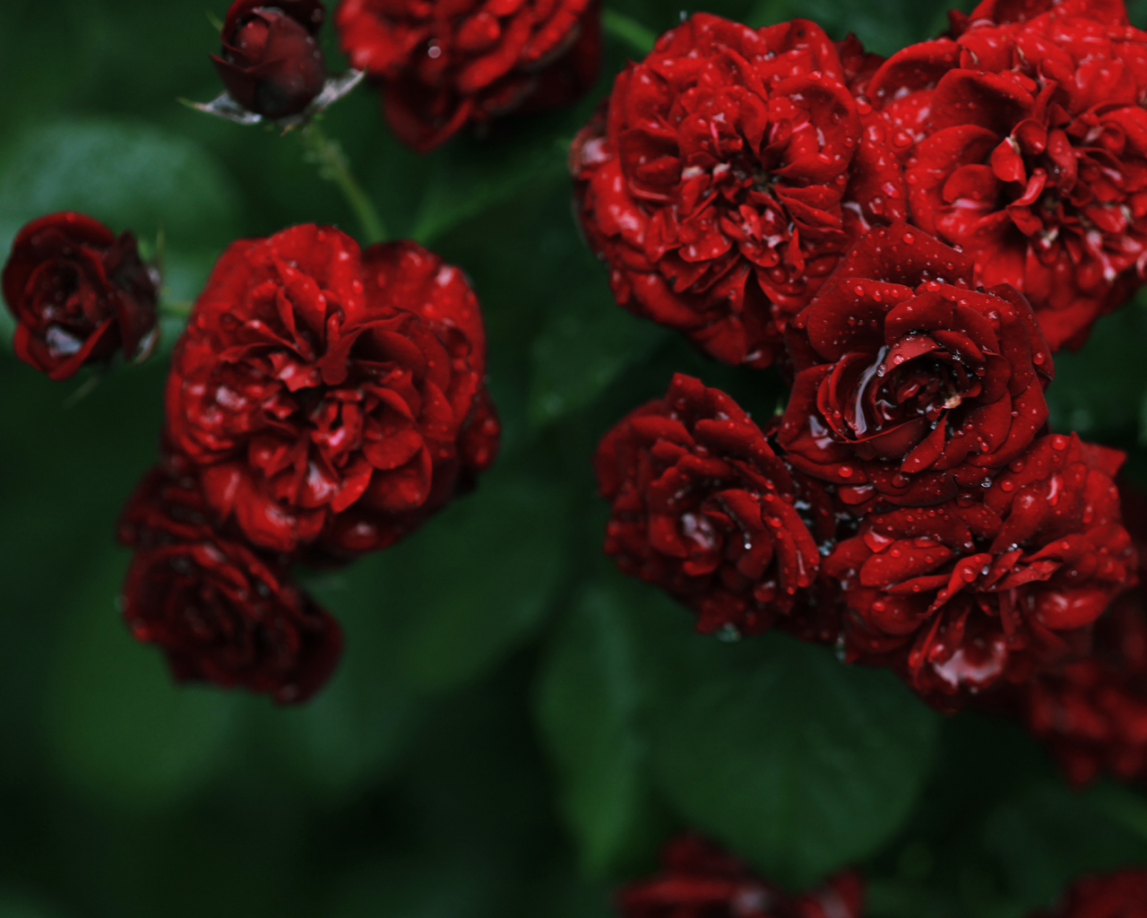 красные, розы, куст, роса, розочки, мелкие, цветы, капли