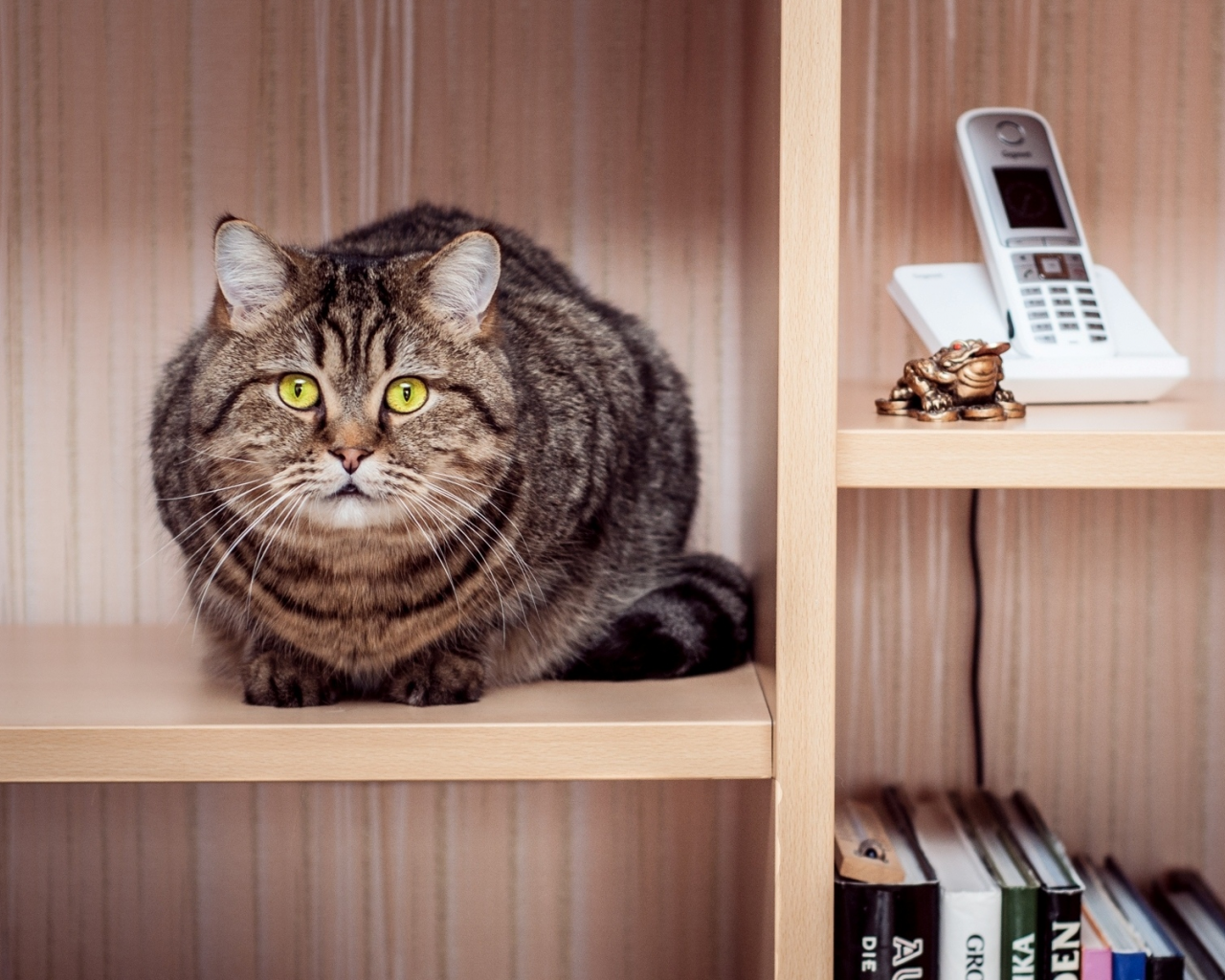 кот, книги, сидит, телефон, полки, кошка, полосатая, шкаф
