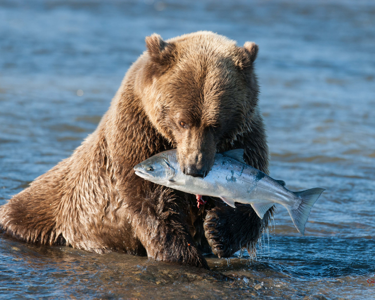 вода, улов, лосось, бурый мишка, медведь, аляска