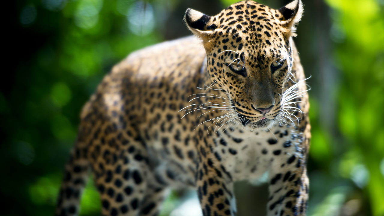 зверь, leopard, singapore zoo