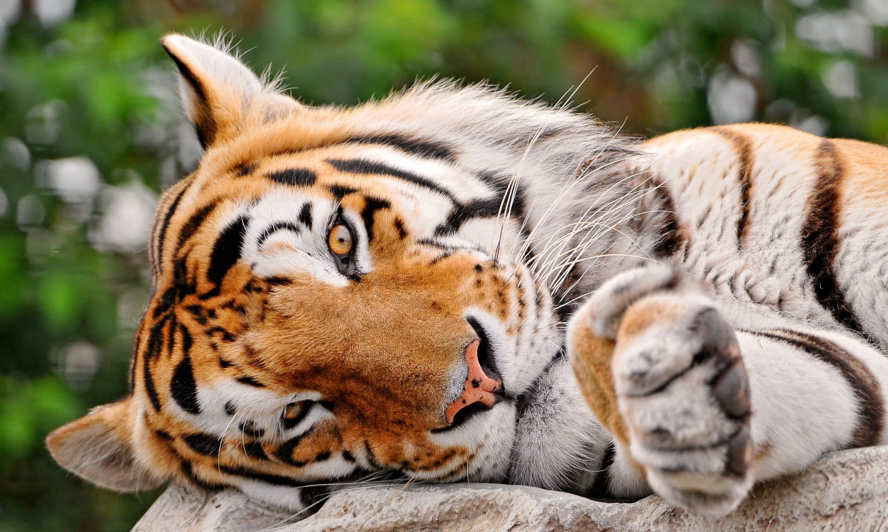 глаза, тигр, взгляд, полоски, большая кошка, лежит, tigr