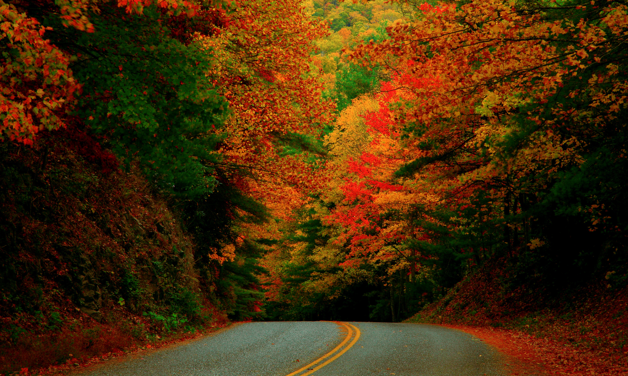 осень, лес, северная каролина, дорога, сша, октябрь