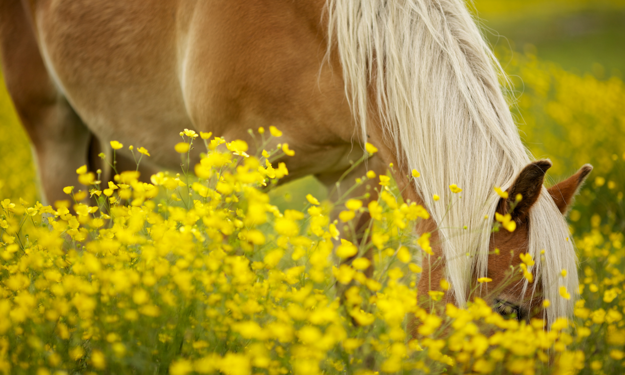животные, грива, цветочки, лошадь, цветы, лошадка, конь