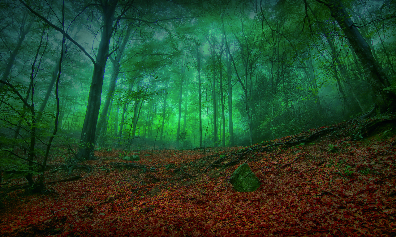 лес, природа, мрак, листва, листва