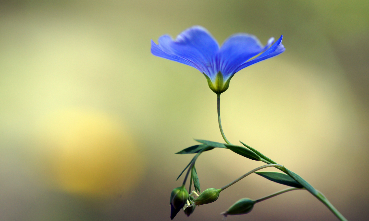 цветок, лен, бутоны, голубой