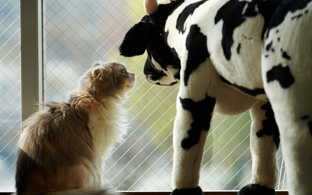 корова, игрушка, кот, окно, кошка