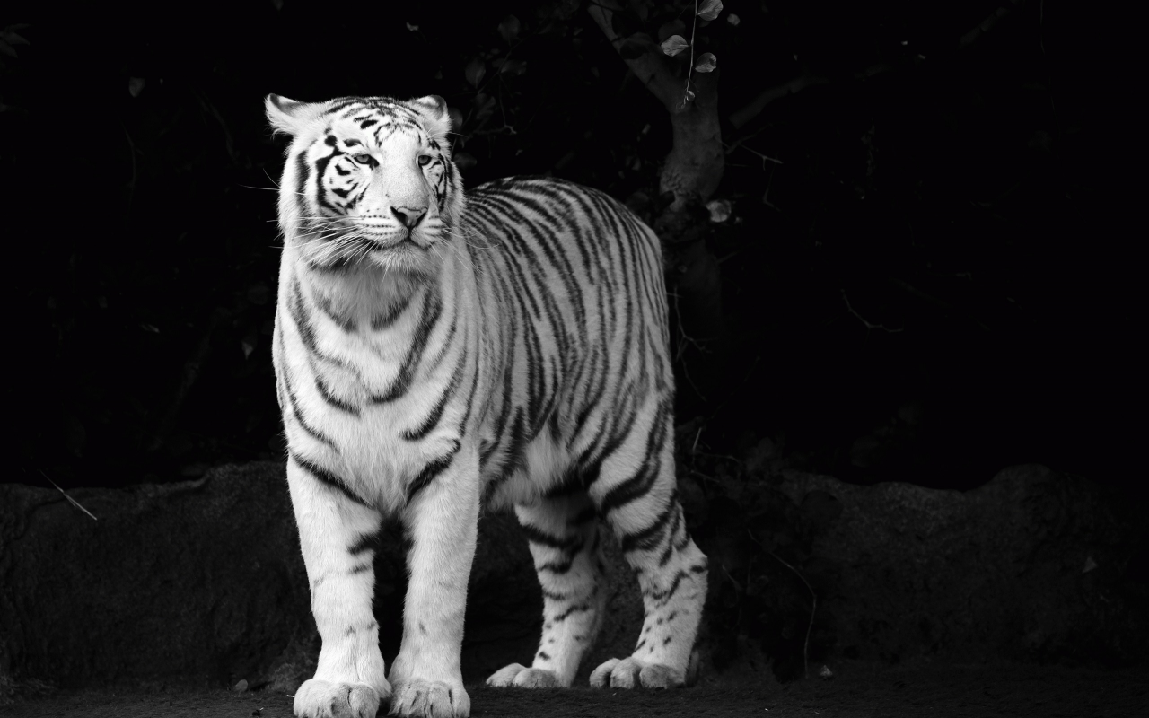 тигр, взгляд, морда, белый, tiger, хищник, чёрно-белые обои