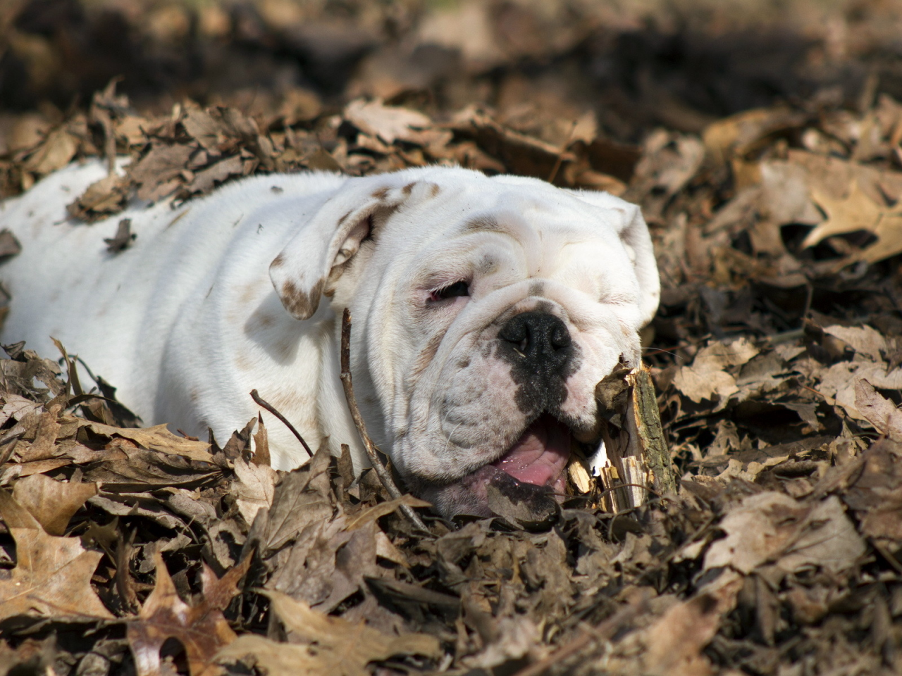 english bulldog, листья, собака