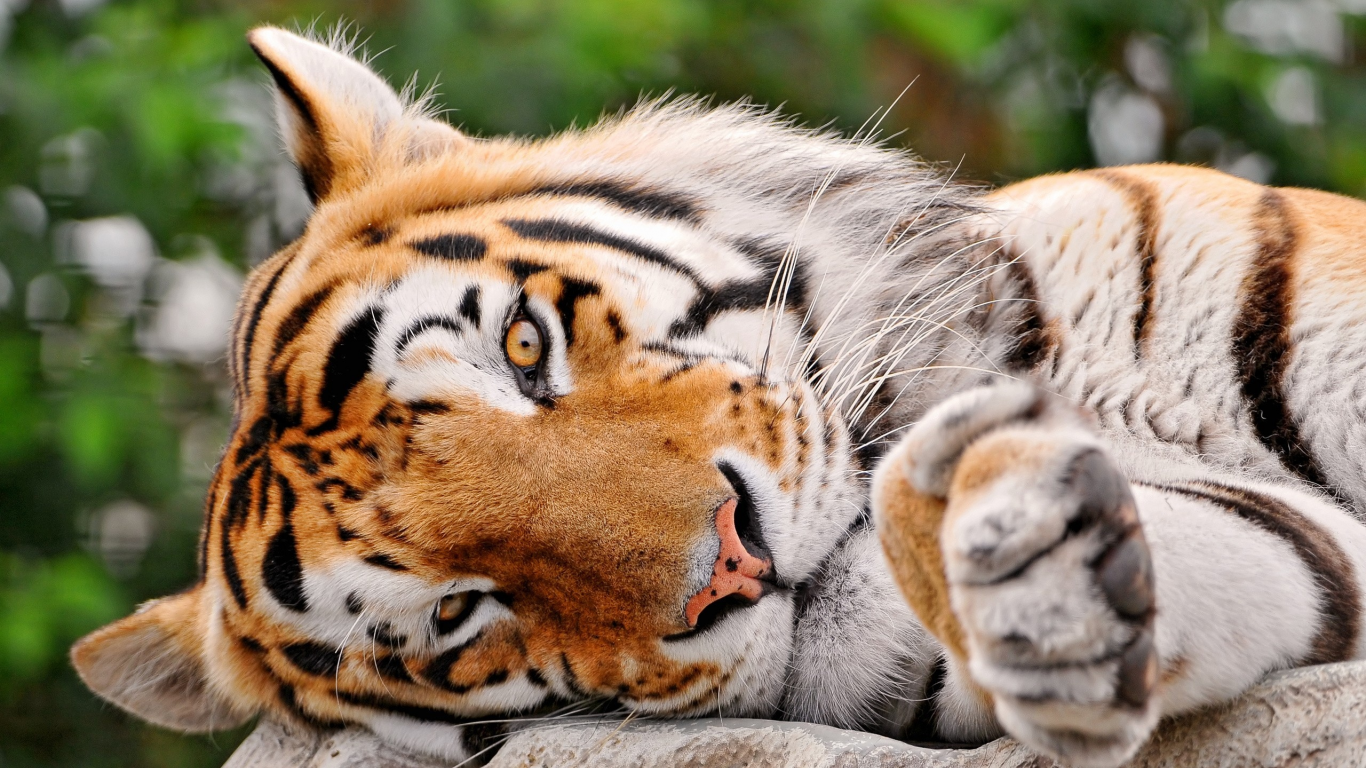глаза, тигр, взгляд, полоски, большая кошка, лежит, tigr