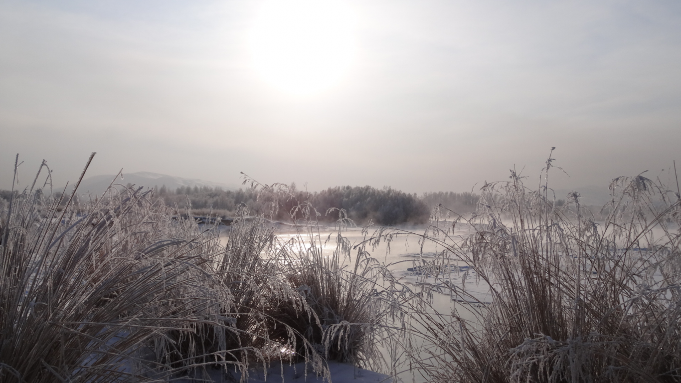 утро, восход, Енисей, зима, мороз, снег, кустарник