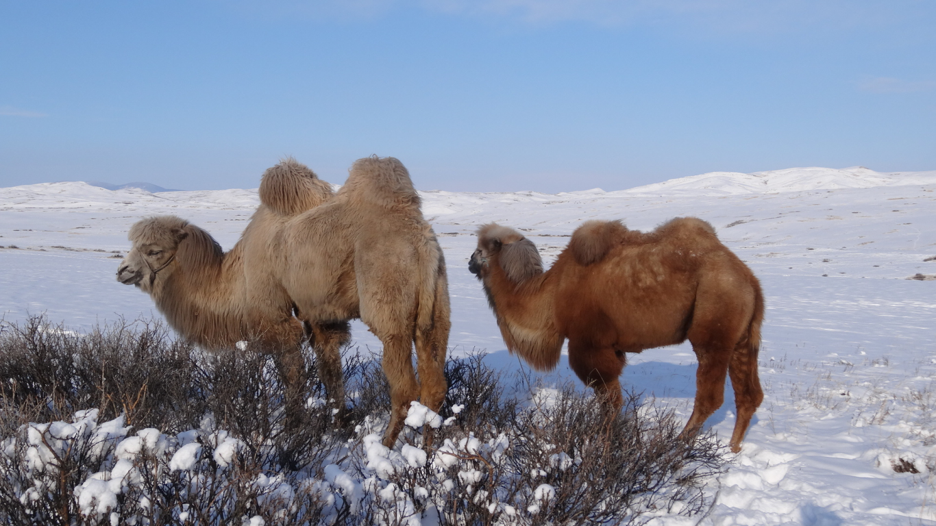 верблюды, зима, снег, спепь, тува