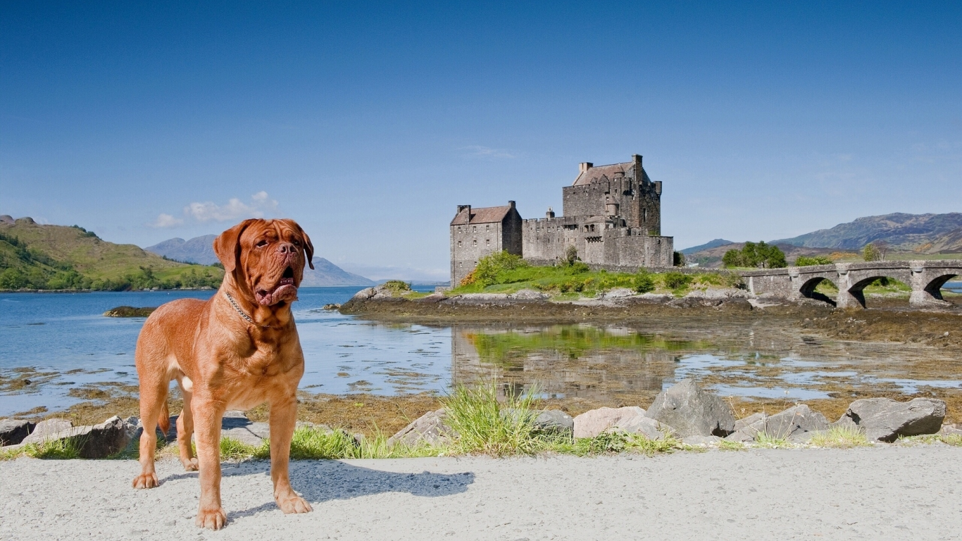 scotland, eilean donan castle, dornie, бордоский дог