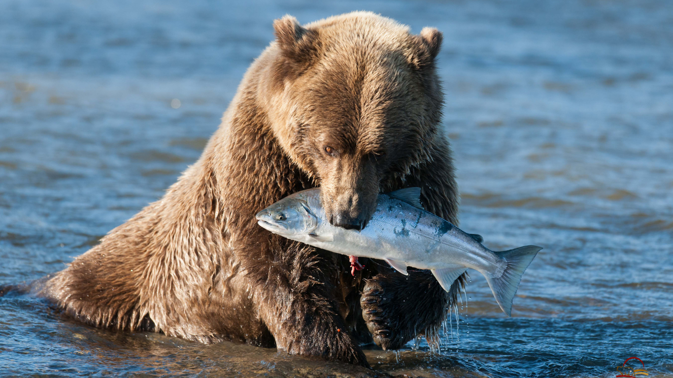 вода, улов, лосось, бурый мишка, медведь, аляска