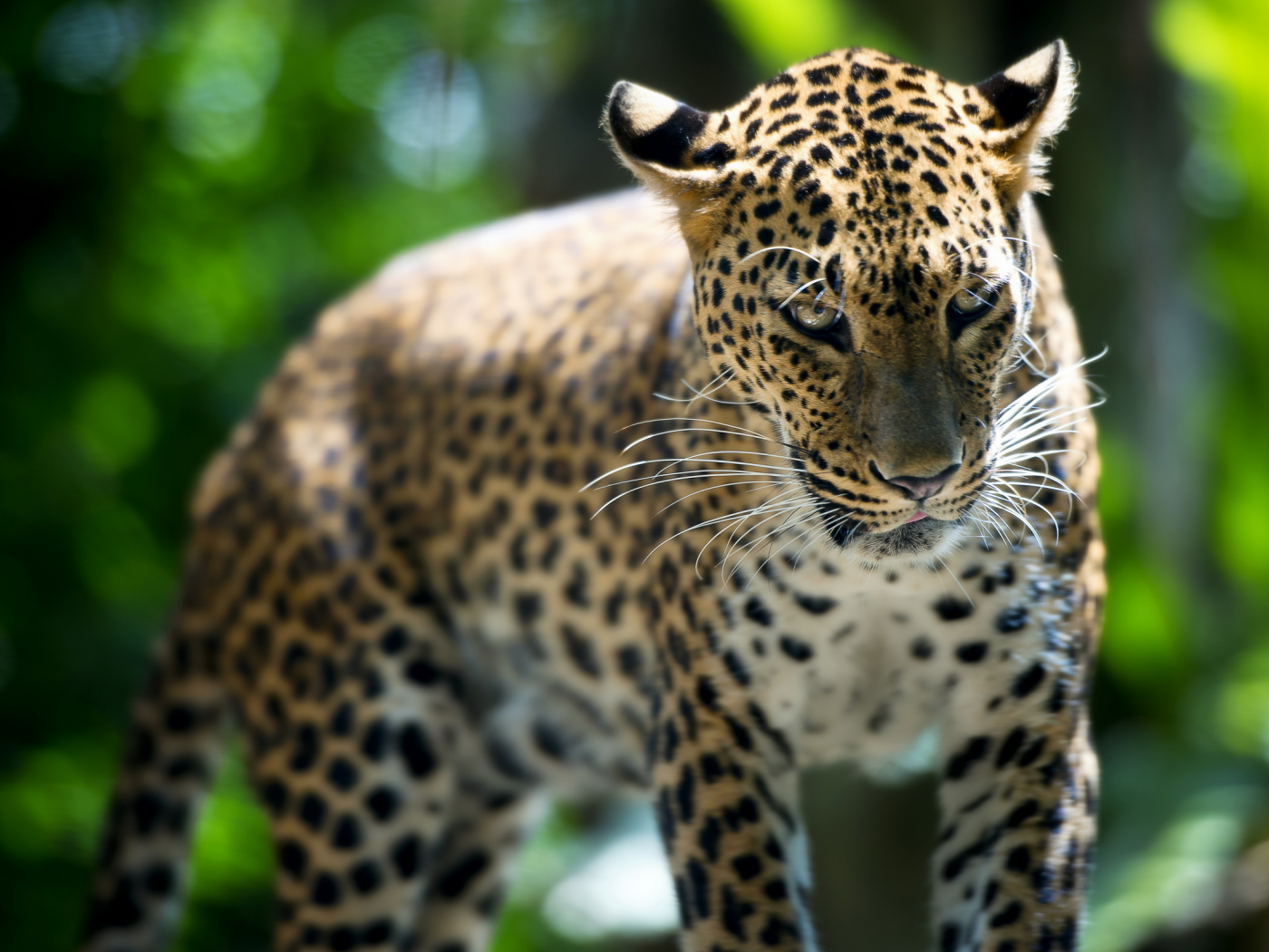 зверь, leopard, singapore zoo