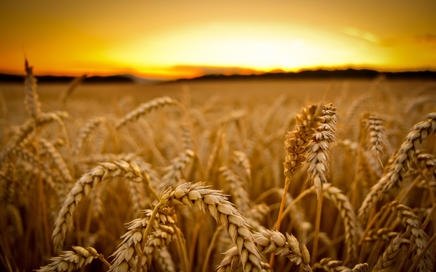 урожай, закат, пшеница, злаки, поле, макро, колосья