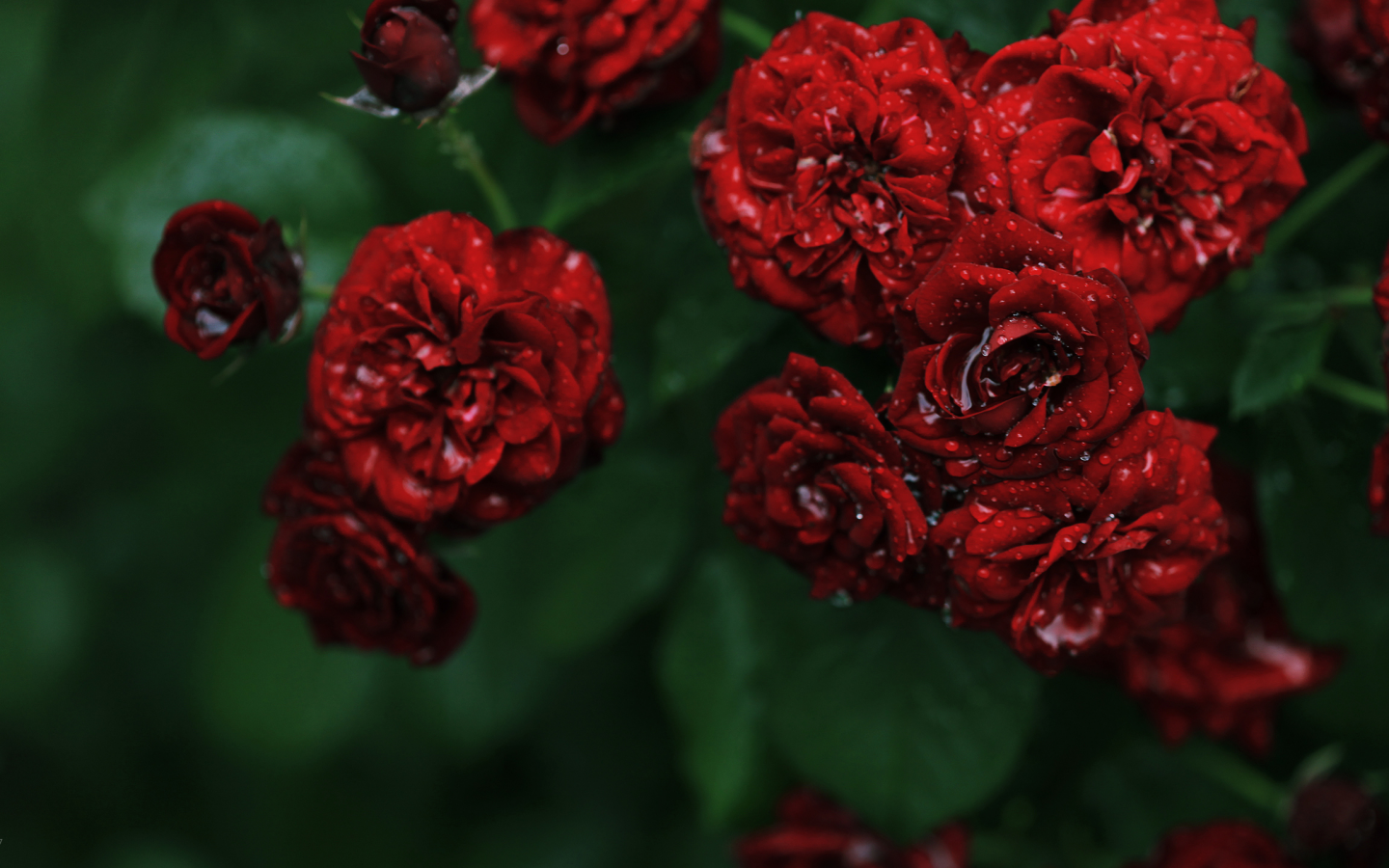 красные, розы, куст, роса, розочки, мелкие, цветы, капли