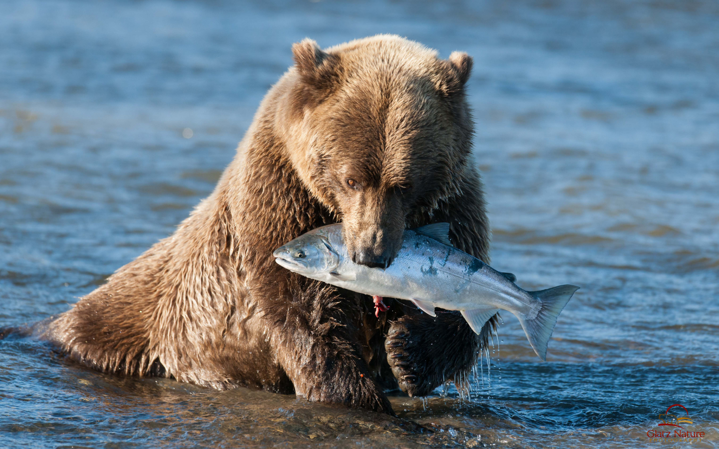 вода, улов, лосось, бурый мишка, медведь, аляска