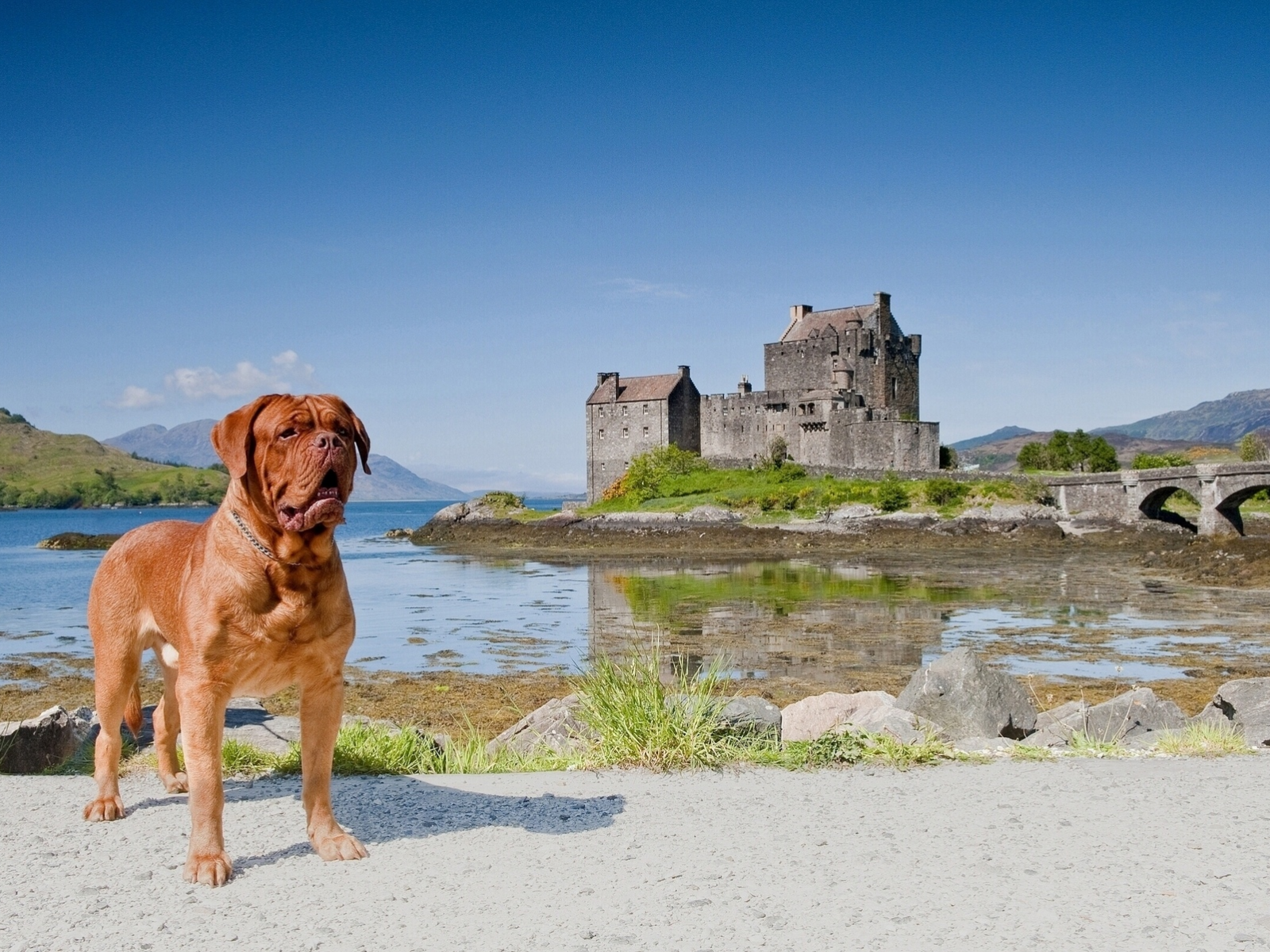 scotland, eilean donan castle, dornie, бордоский дог