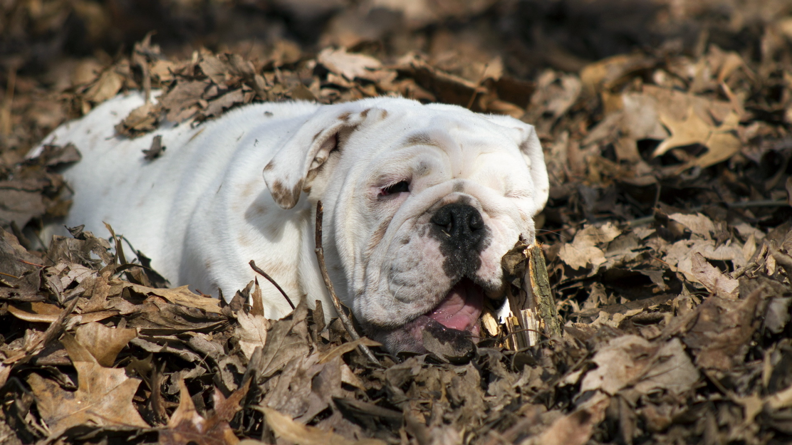 english bulldog, листья, собака