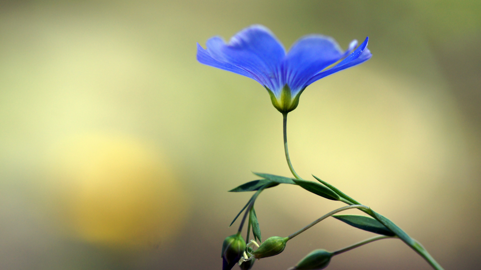 цветок, лен, бутоны, голубой