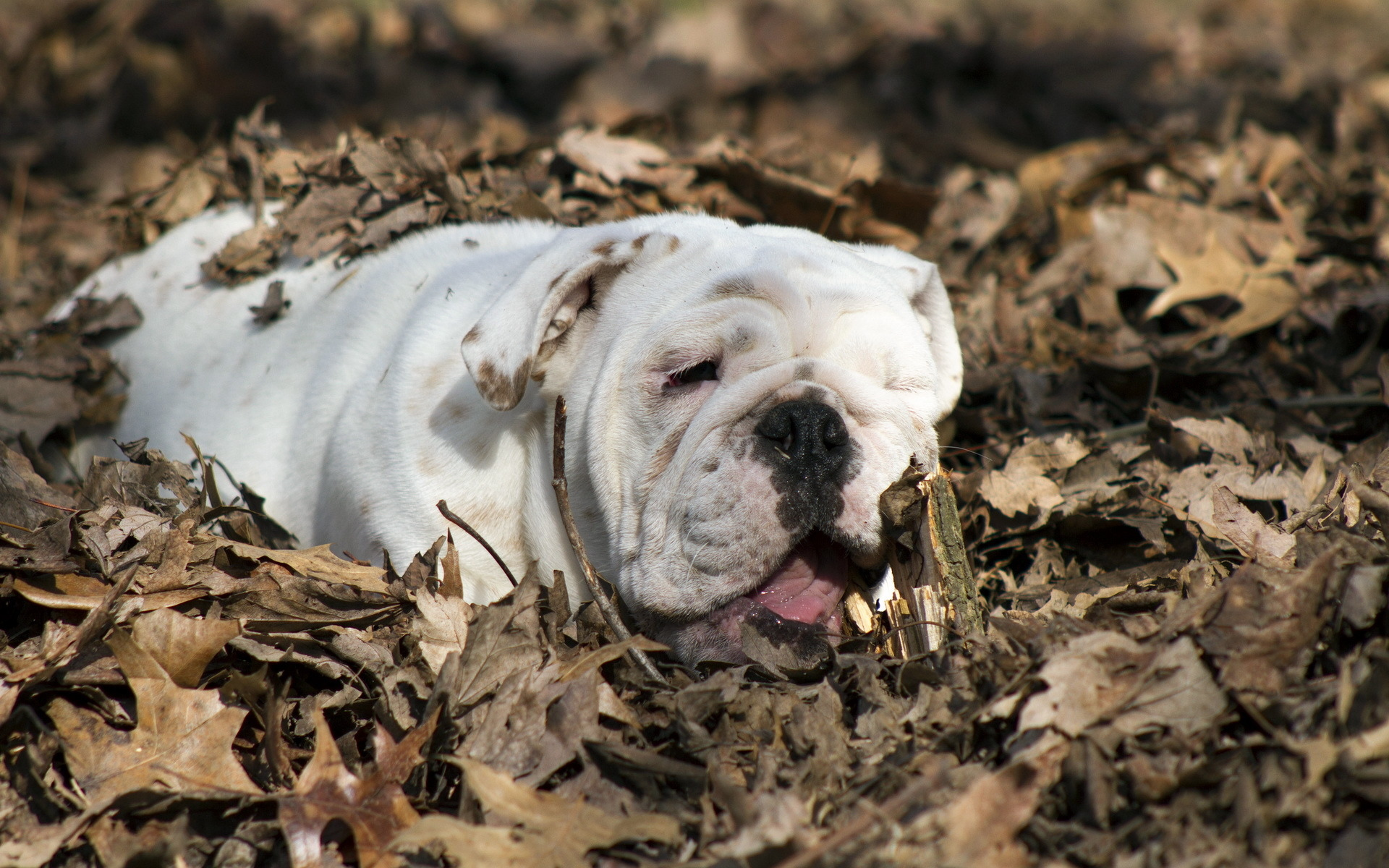 english bulldog, листья, собака