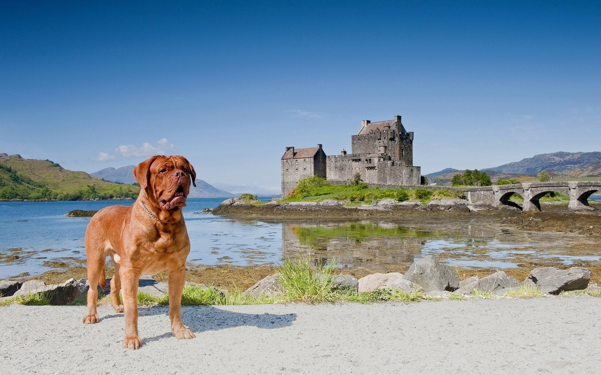 scotland, eilean donan castle, dornie, бордоский дог