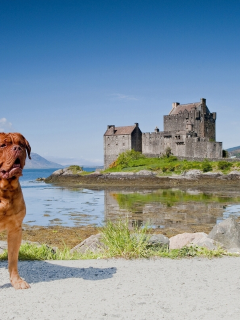 scotland, eilean donan castle, dornie, бордоский дог