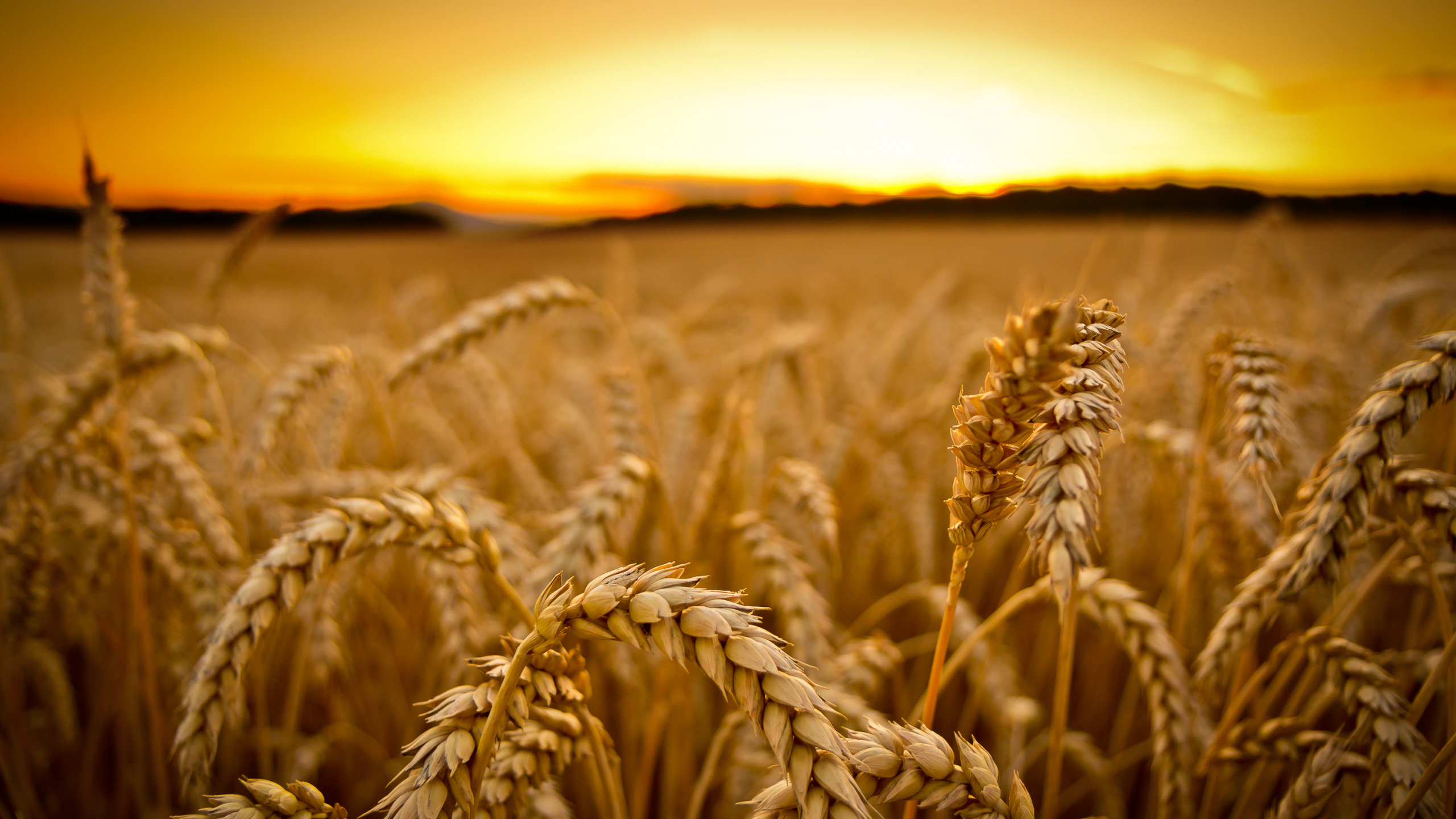 урожай, закат, пшеница, злаки, поле, макро, колосья