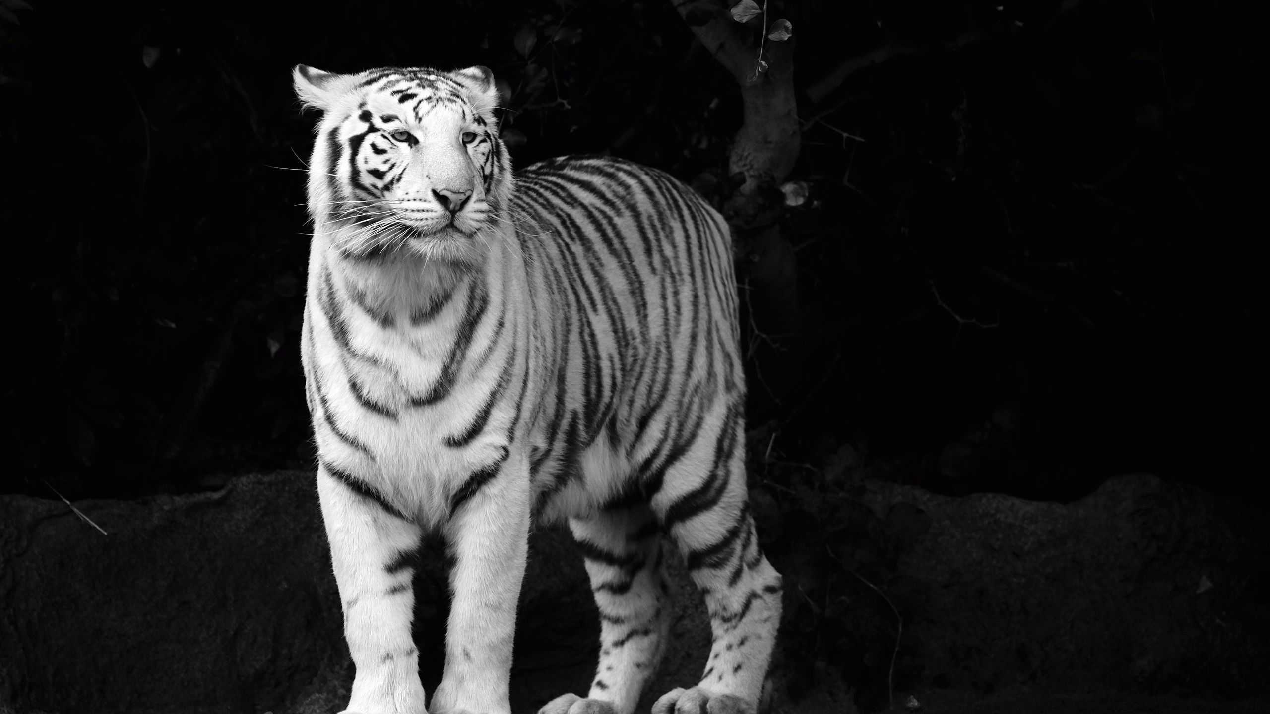 тигр, взгляд, морда, белый, tiger, хищник, чёрно-белые обои