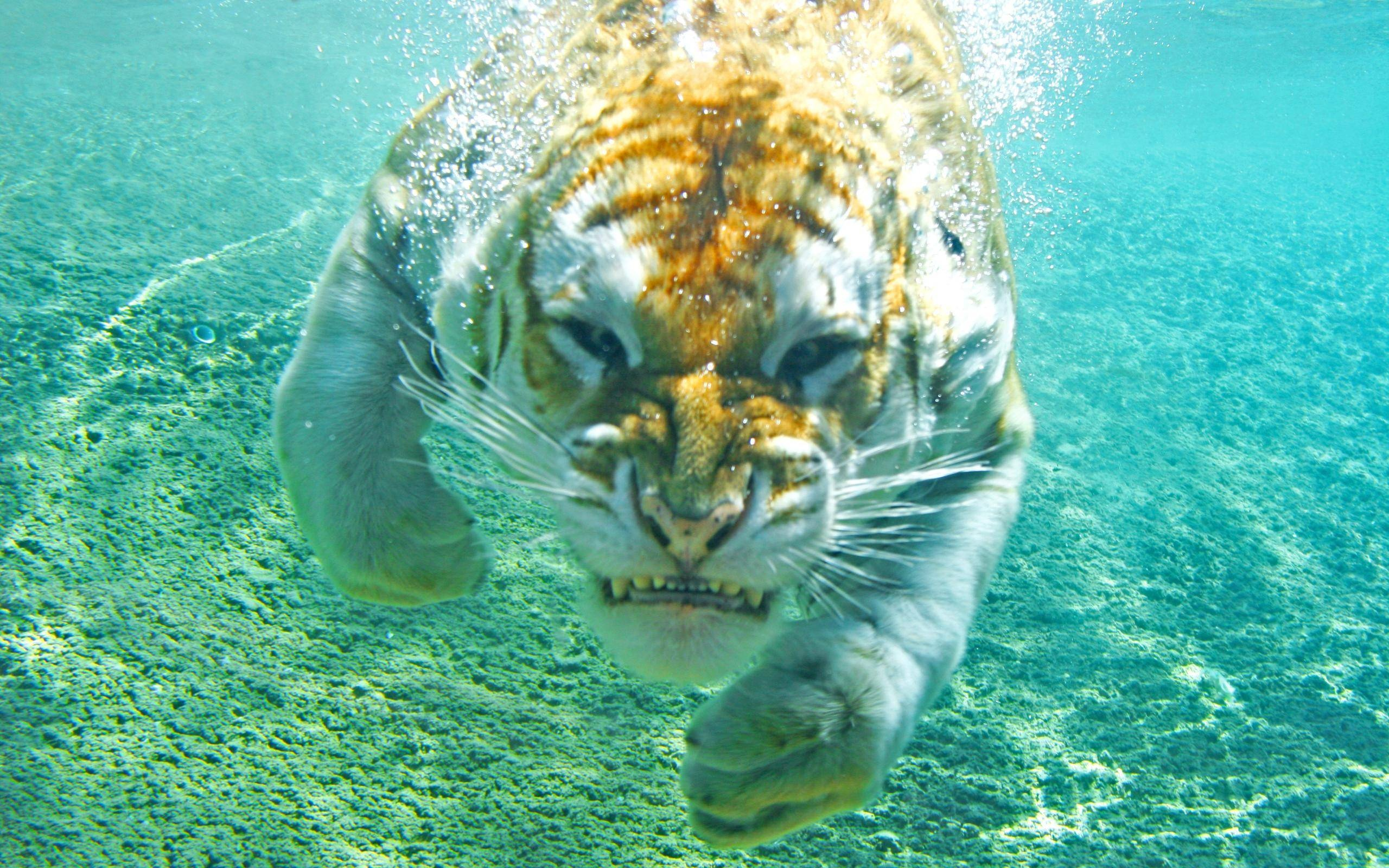 тигр, вода, 2014, зубы