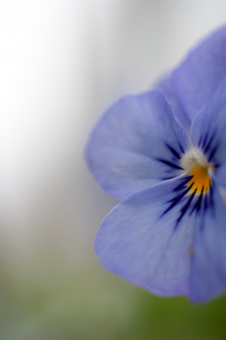 сиреневый, голубой, цветок, анютины глазки, фиалка