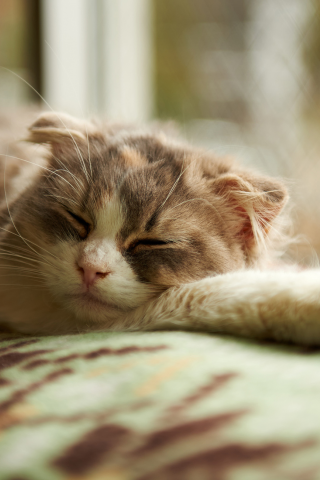 спит, сон, кошка, одеяло, окно
