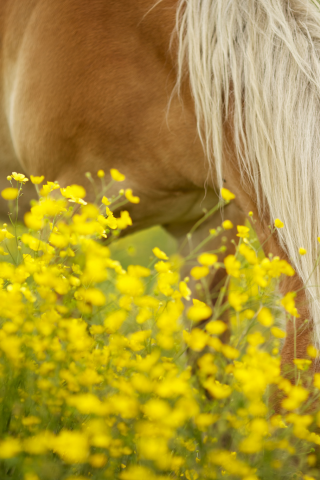 животные, грива, цветочки, лошадь, цветы, лошадка, конь