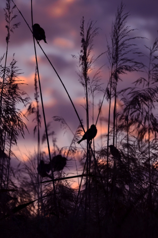 птицы, закат, природа, воробьи, serena pirredda photography
