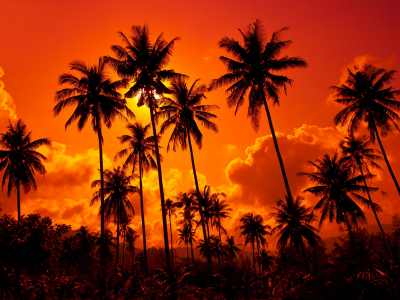 , coconut palms , clouds, sky, sand beach, beautiful, nature, landscape, sunset. thailand 