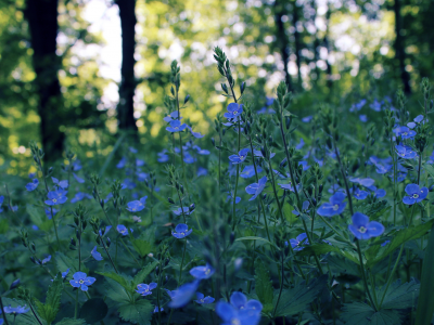 поле, весна, вечер, блики, цветы, боке, синие