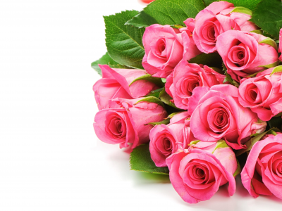 букет, розы, розовый, цветы