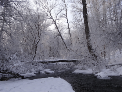 зимний пейзаж, река, берег, снег, деревья