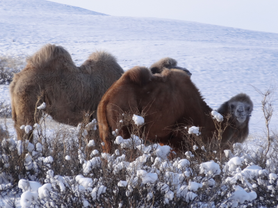 зима, снег, степь, верблюды