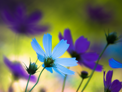 голубой, цветы, лепестки, фиолетовый, макро