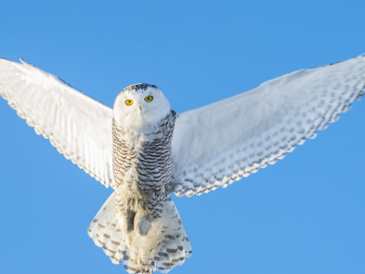 snowy owl, полярная сова, крылья