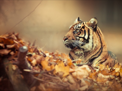 тигр, настроение, лес